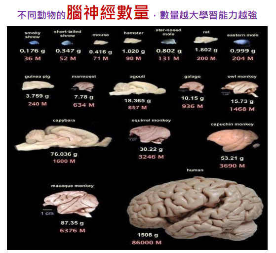AI類神經網路：看懂了，就能掌握財富密碼